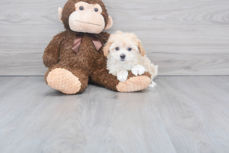 Hypoallergenic Maltese Poodle Poodle Mix Puppy