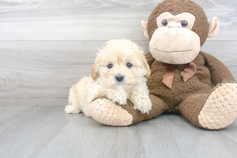 Funny Maltipoo Poodle Mix Pup