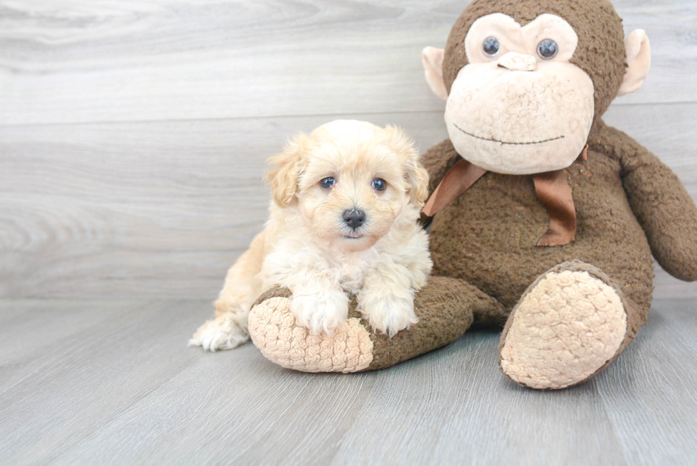 Best Maltipoo Baby