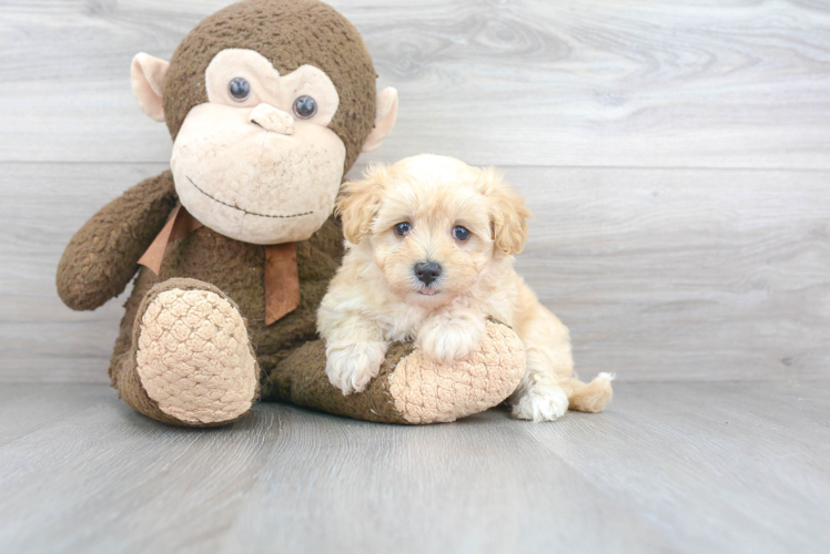 Smart Maltipoo Poodle Mix Pup