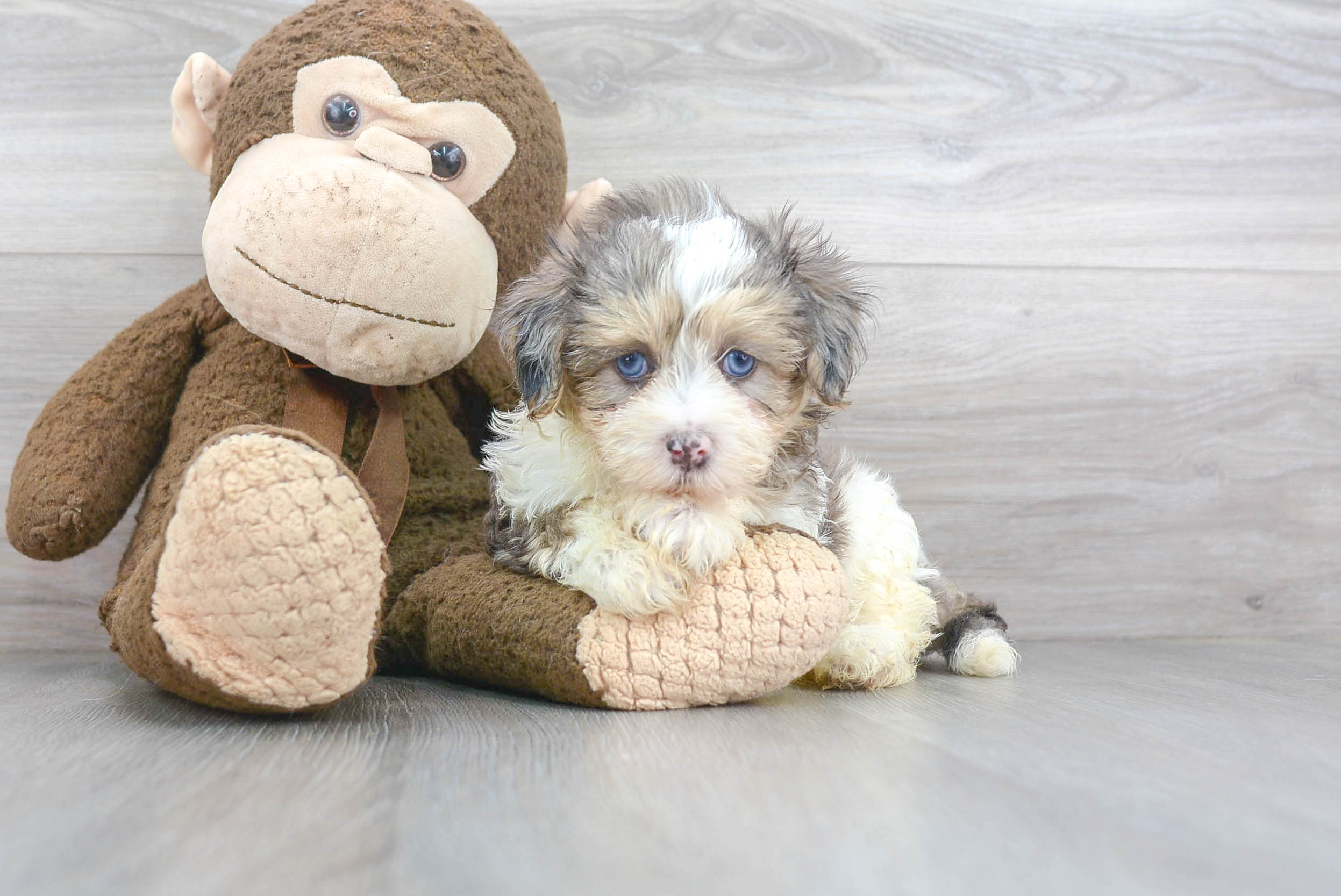 Maltipoo Pup Being Cute