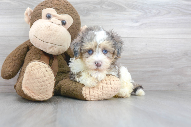 Maltipoo Pup Being Cute