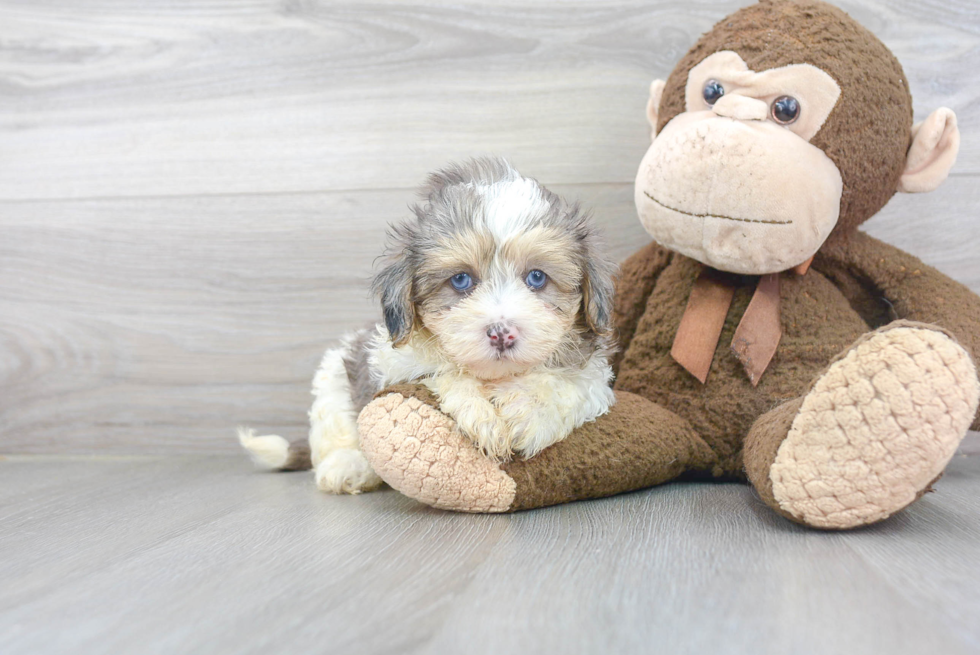 Funny Maltipoo Poodle Mix Pup