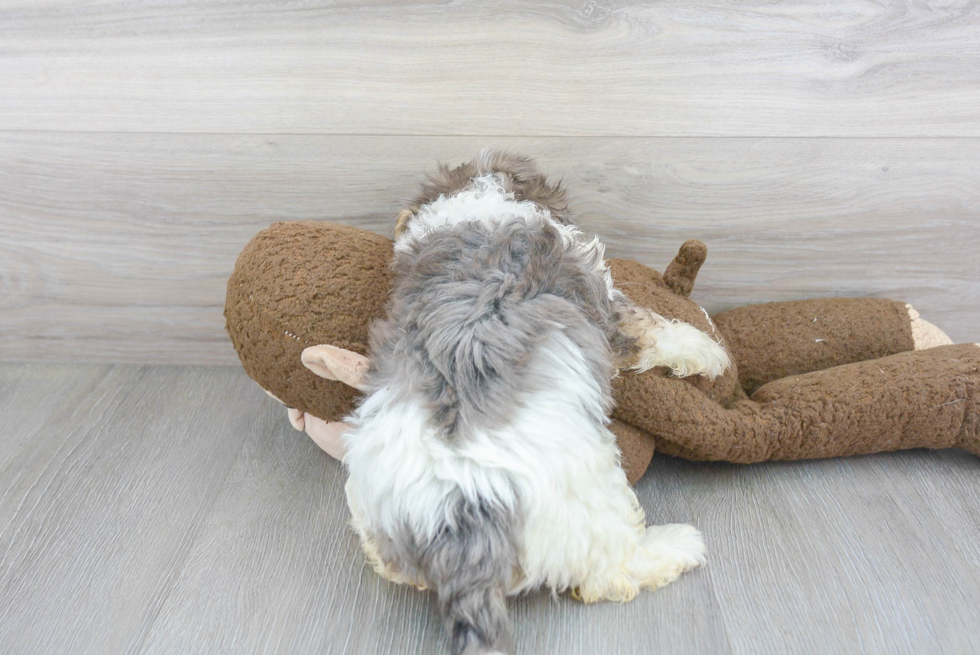 Maltipoo Pup Being Cute