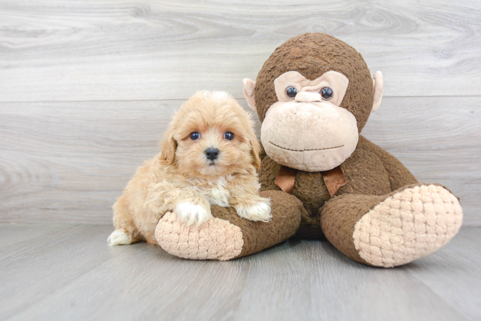 Maltipoo Pup Being Cute