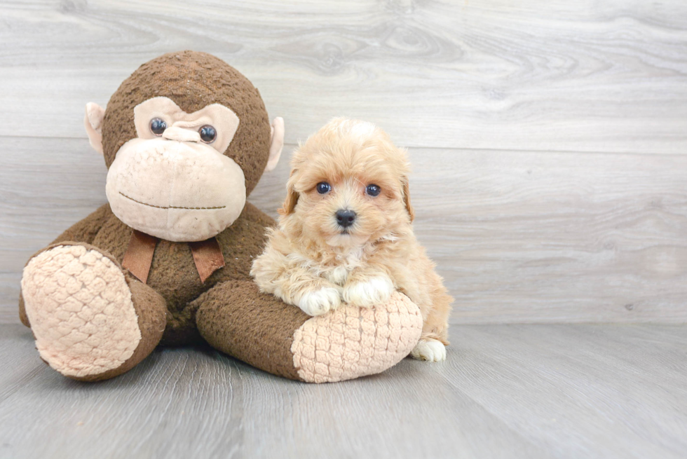 Happy Maltipoo Baby