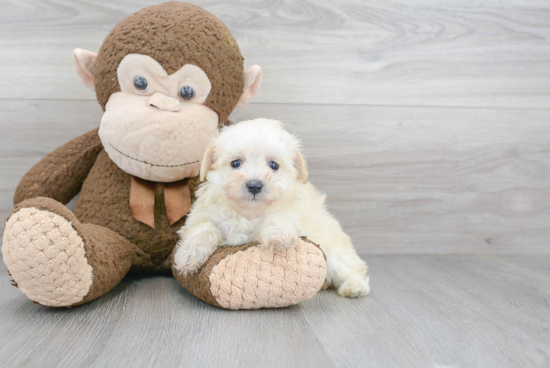 Hypoallergenic Maltepoo Poodle Mix Puppy