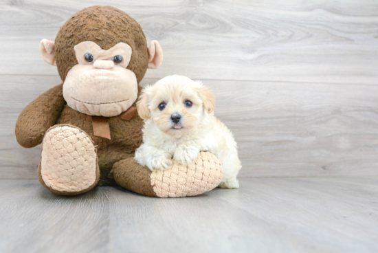 Adorable Maltepoo Poodle Mix Puppy