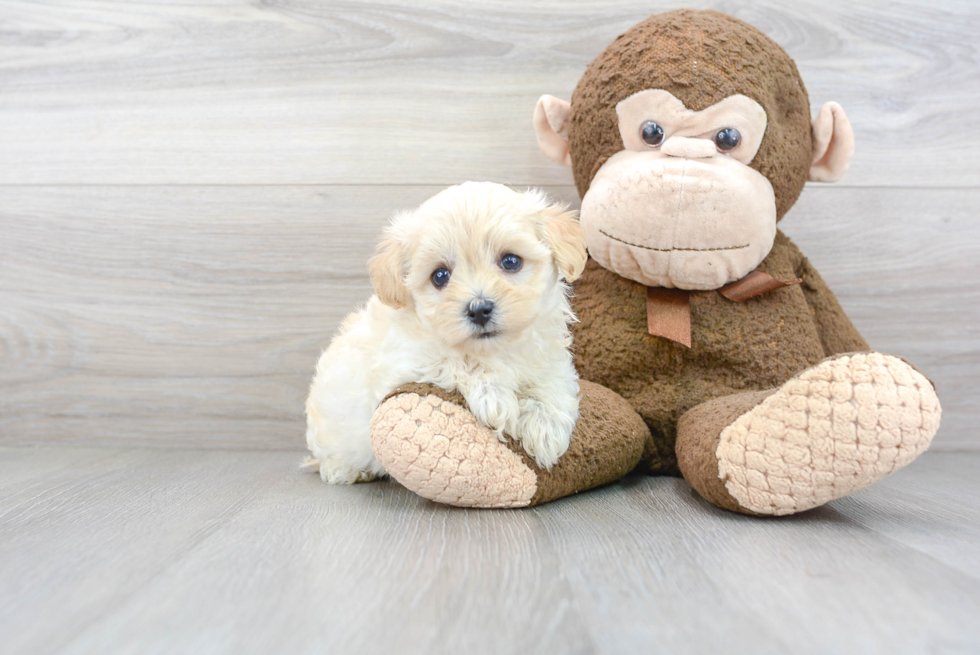 Best Maltipoo Baby