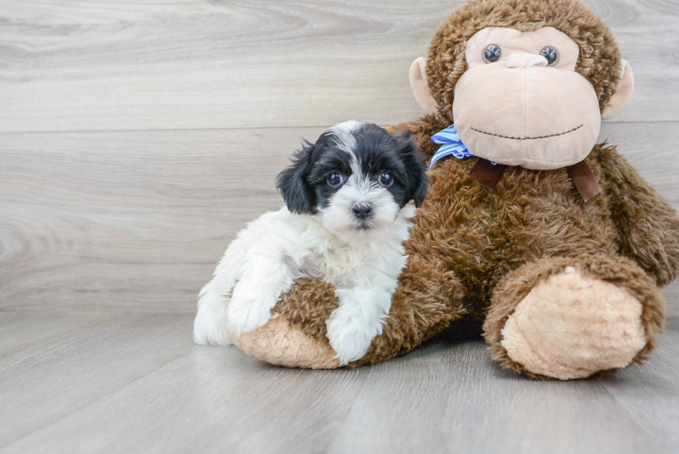 Energetic Maltepoo Poodle Mix Puppy