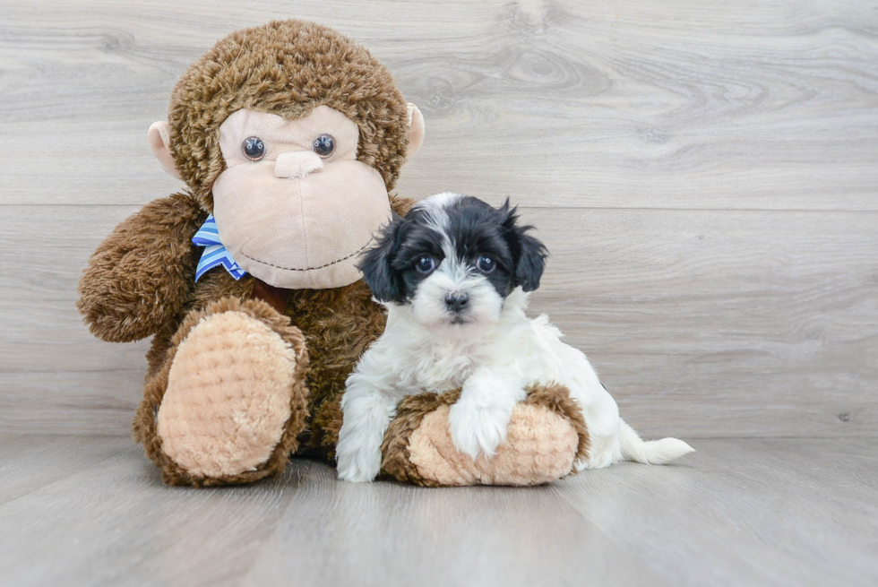 Best Maltipoo Baby