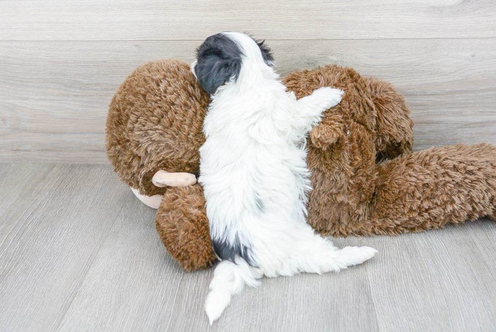 Smart Maltipoo Poodle Mix Pup