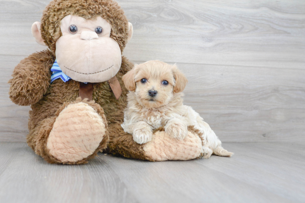 Maltipoo Puppy for Adoption