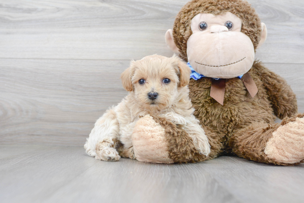 Maltipoo Pup Being Cute