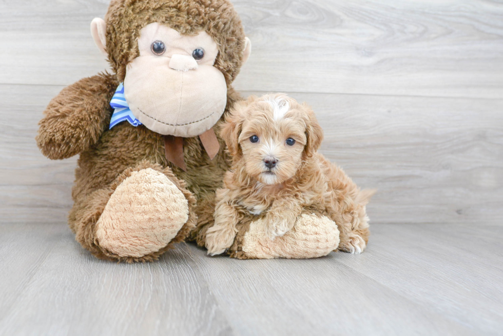 Playful Maltese Poodle Poodle Mix Puppy