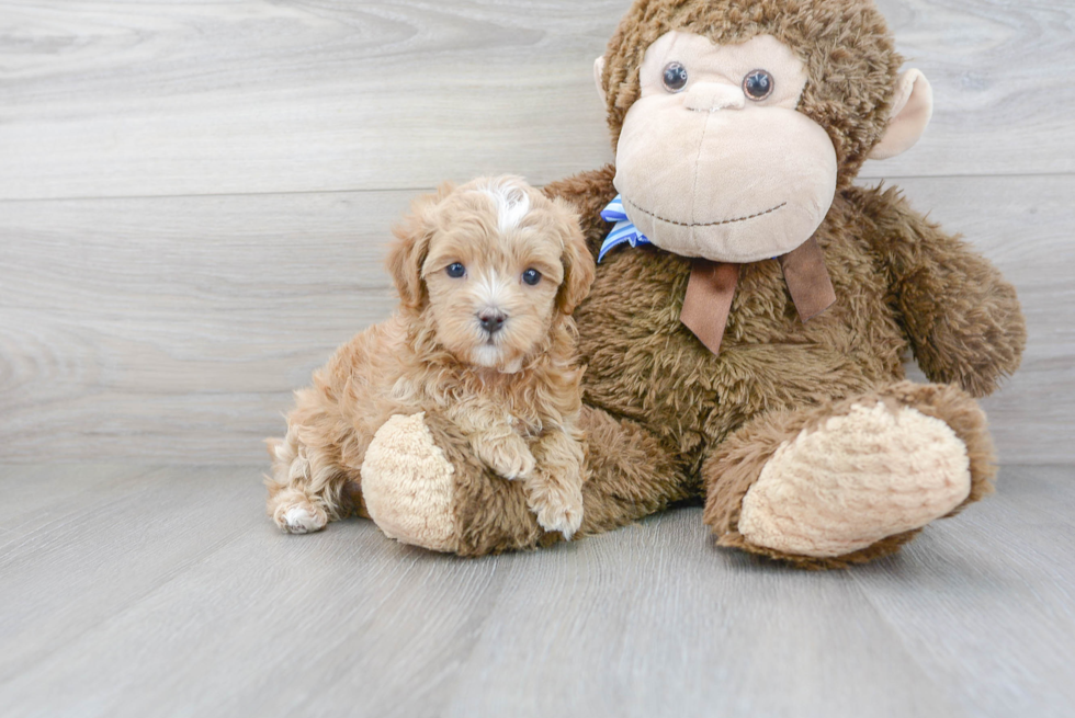 Maltipoo Pup Being Cute