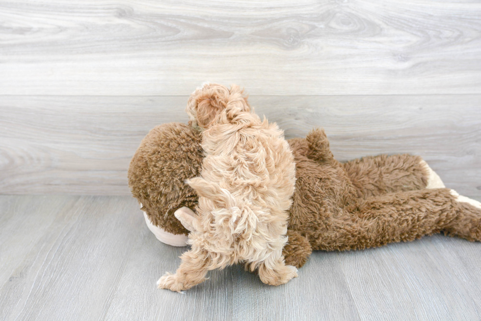 Maltipoo Pup Being Cute