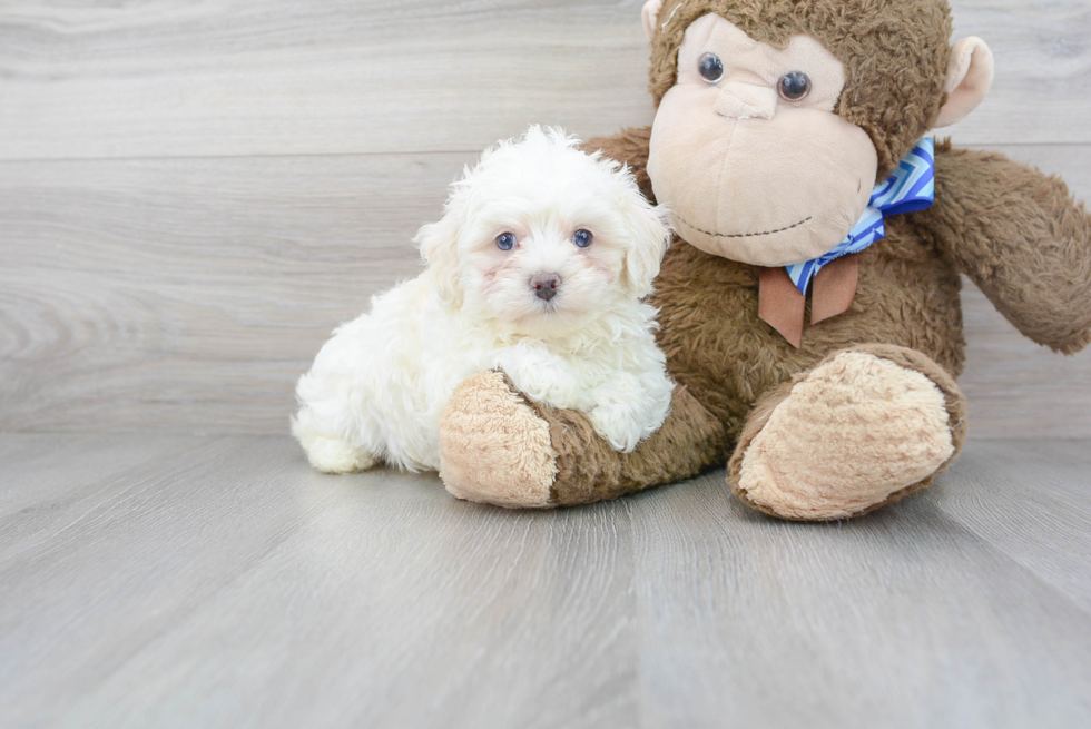 Little Maltepoo Poodle Mix Puppy