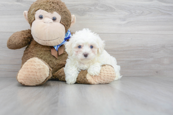 Hypoallergenic Maltepoo Poodle Mix Puppy