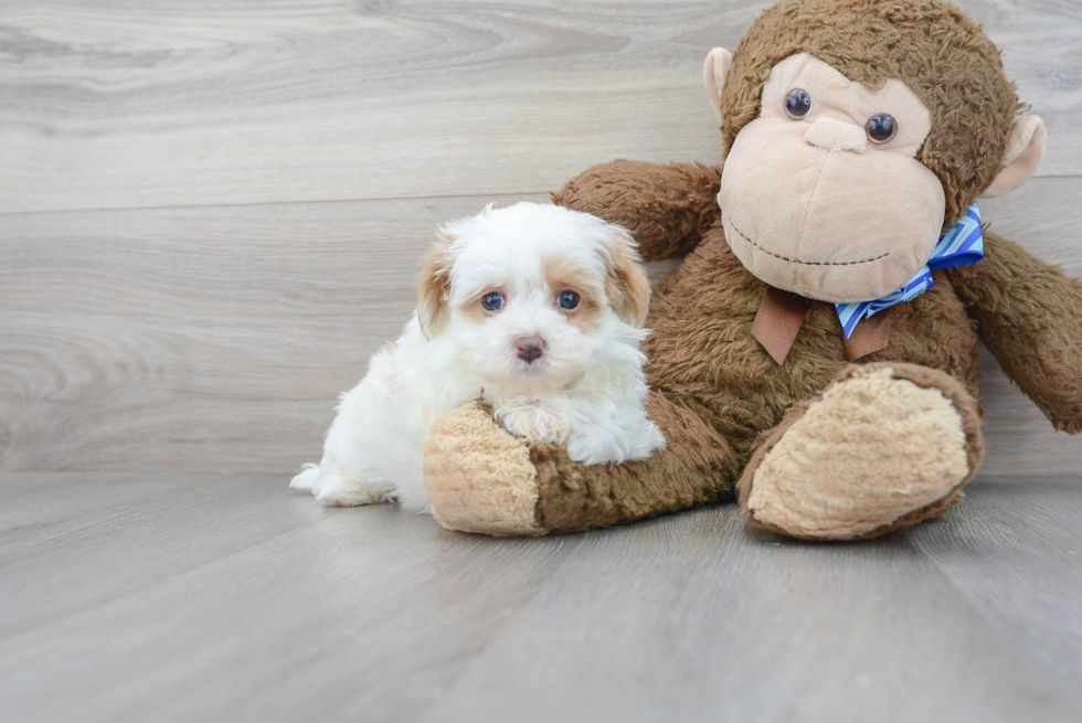 Little Maltepoo Poodle Mix Puppy