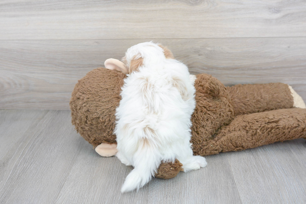 Funny Maltipoo Poodle Mix Pup