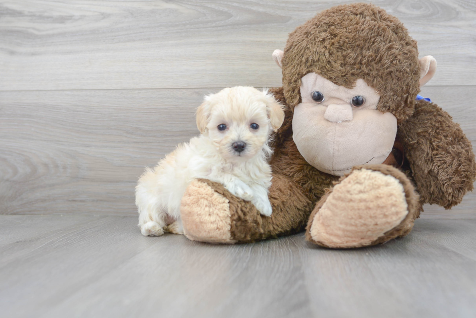 Energetic Maltepoo Poodle Mix Puppy