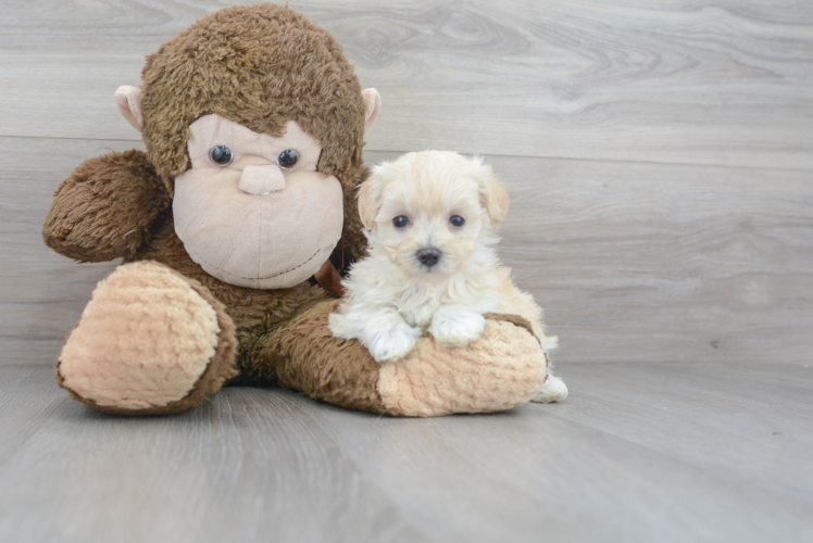 Hypoallergenic Maltepoo Poodle Mix Puppy