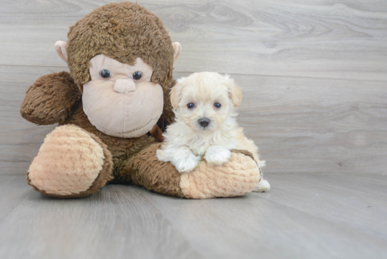 Hypoallergenic Maltepoo Poodle Mix Puppy