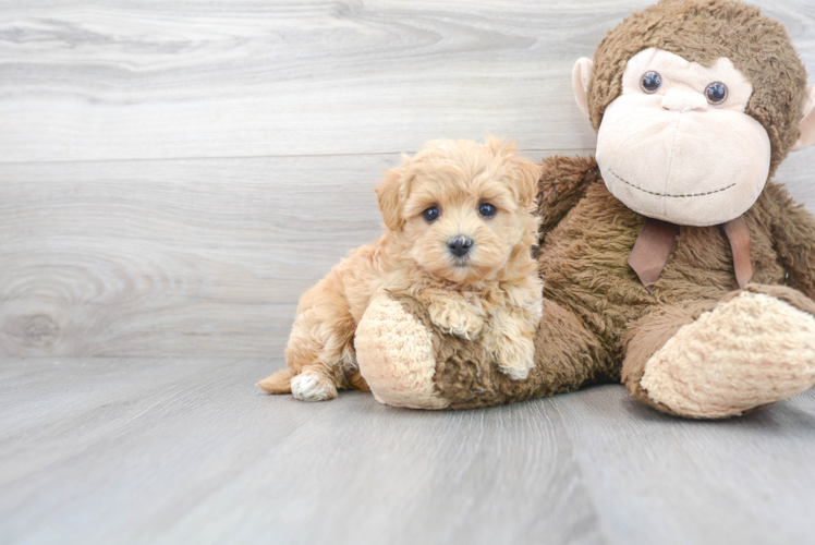 Fluffy Maltipoo Poodle Mix Pup