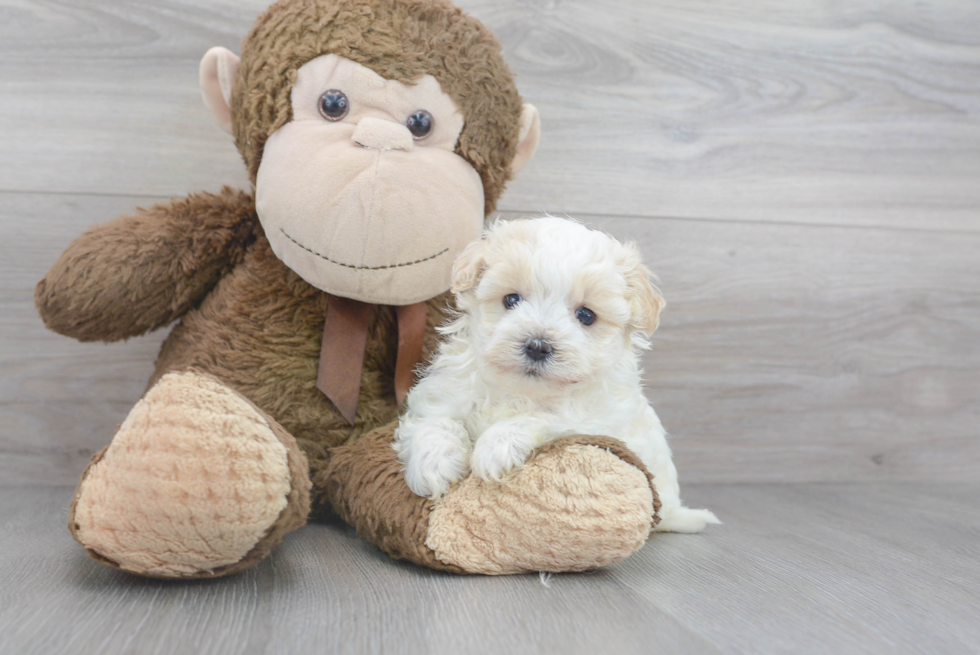 Smart Maltipoo Poodle Mix Pup