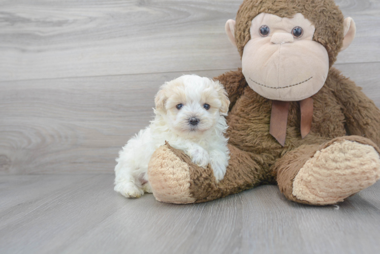 Maltipoo Puppy for Adoption