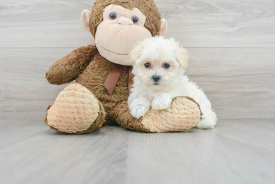 Friendly Maltipoo Baby