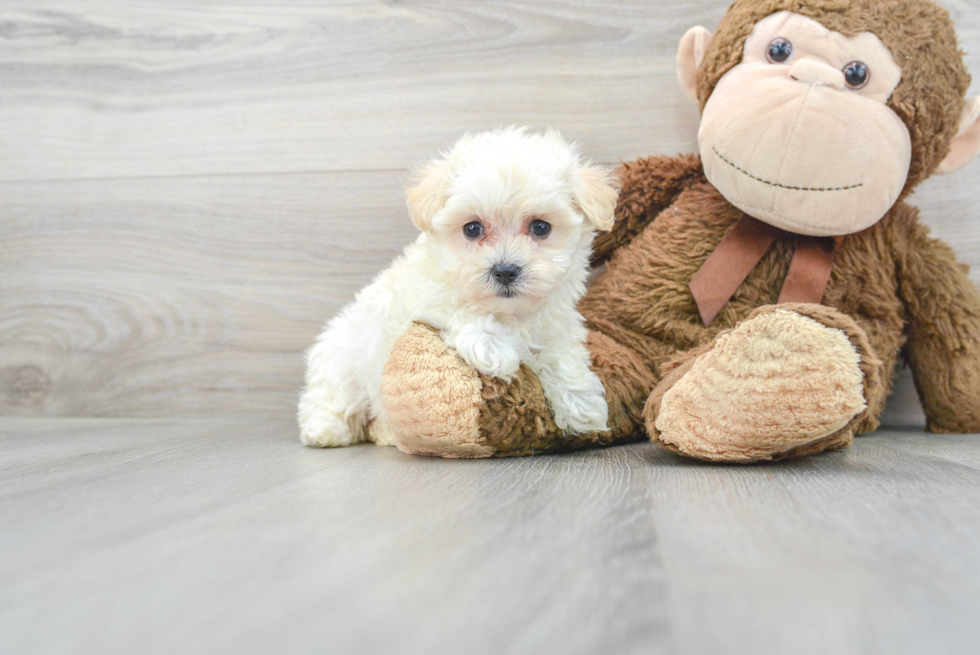 Happy Maltipoo Baby