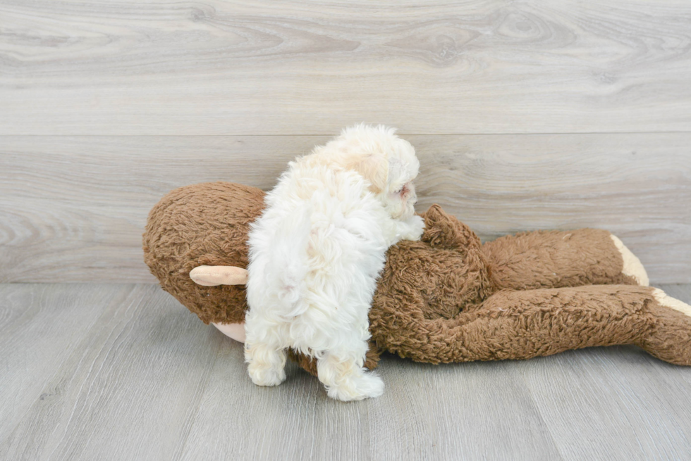 Smart Maltipoo Poodle Mix Pup