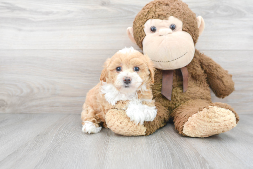 Maltipoo Pup Being Cute