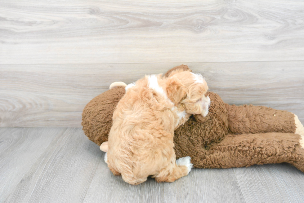 Maltipoo Pup Being Cute