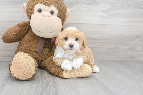 Funny Maltipoo Poodle Mix Pup