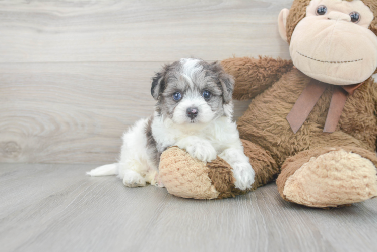 Cute Maltipoo Baby