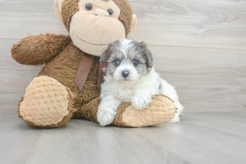 Cute Maltipoo Baby