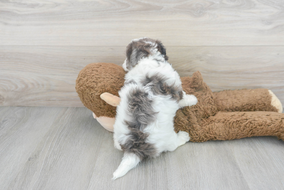 Cute Maltepoo Poodle Mix Puppy
