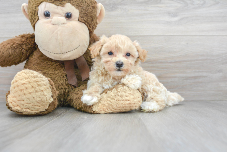 Maltipoo Pup Being Cute