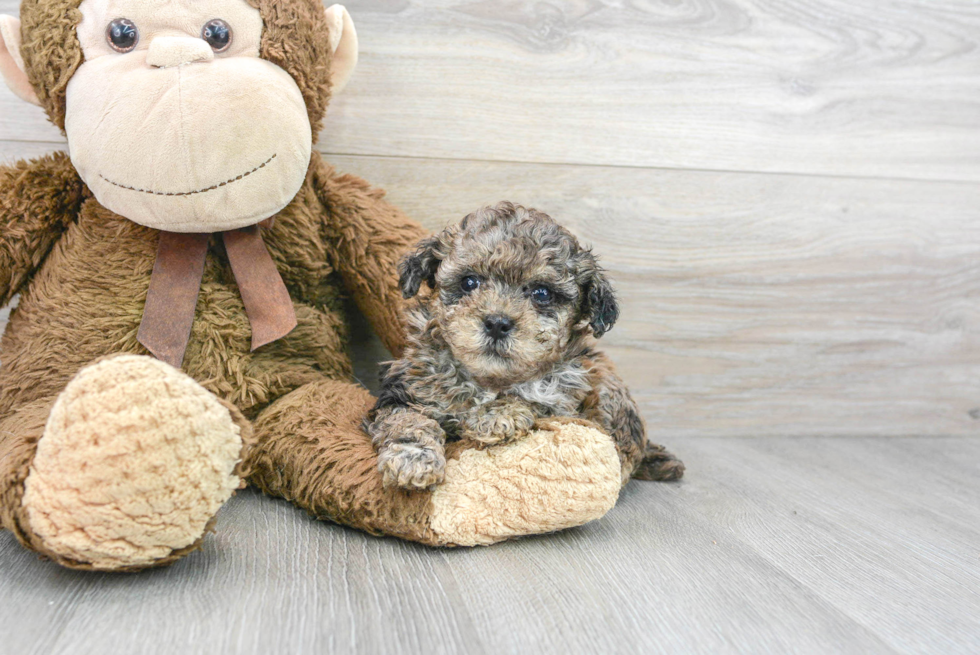 Maltipoo Puppy for Adoption