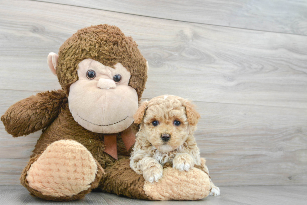 Friendly Maltipoo Baby