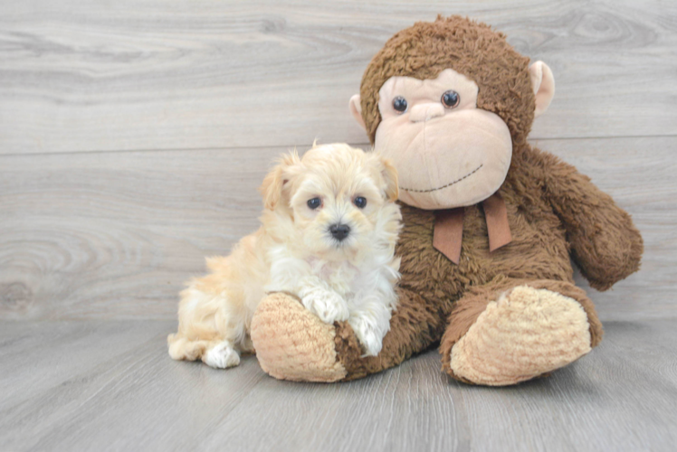 Energetic Maltepoo Poodle Mix Puppy