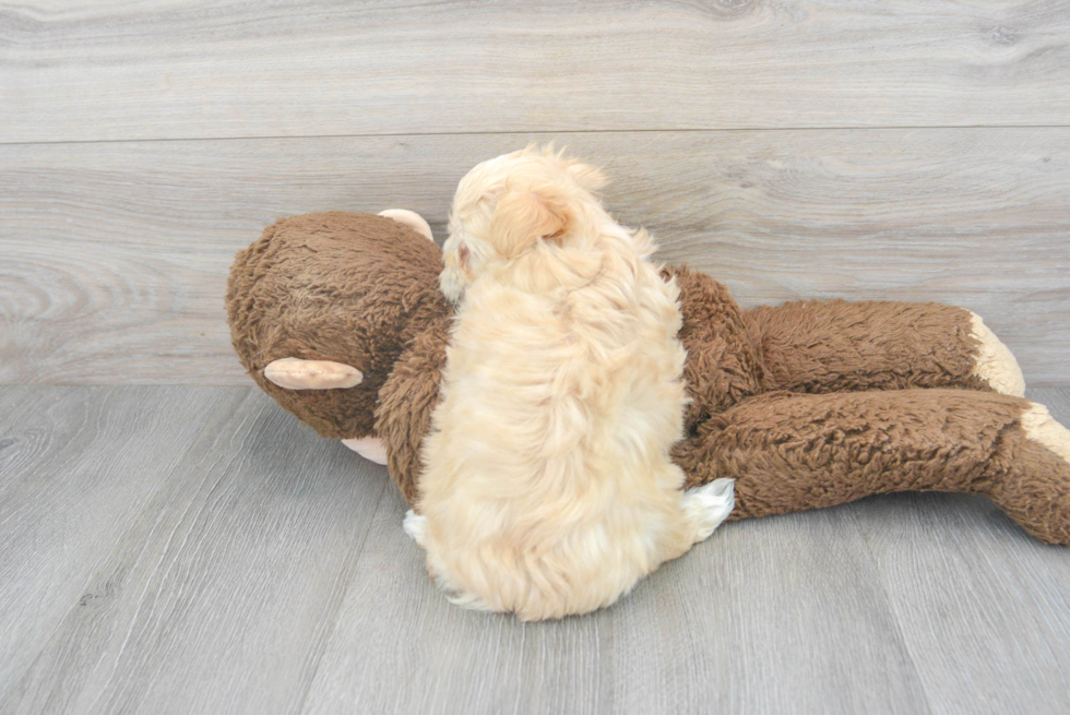 Little Maltepoo Poodle Mix Puppy