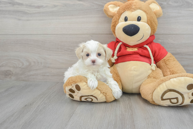 Maltipoo Pup Being Cute