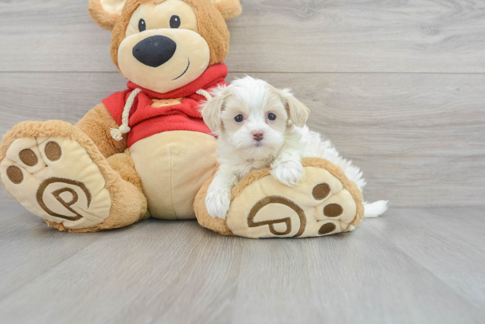 Friendly Maltipoo Baby