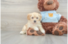 Best Maltipoo Baby