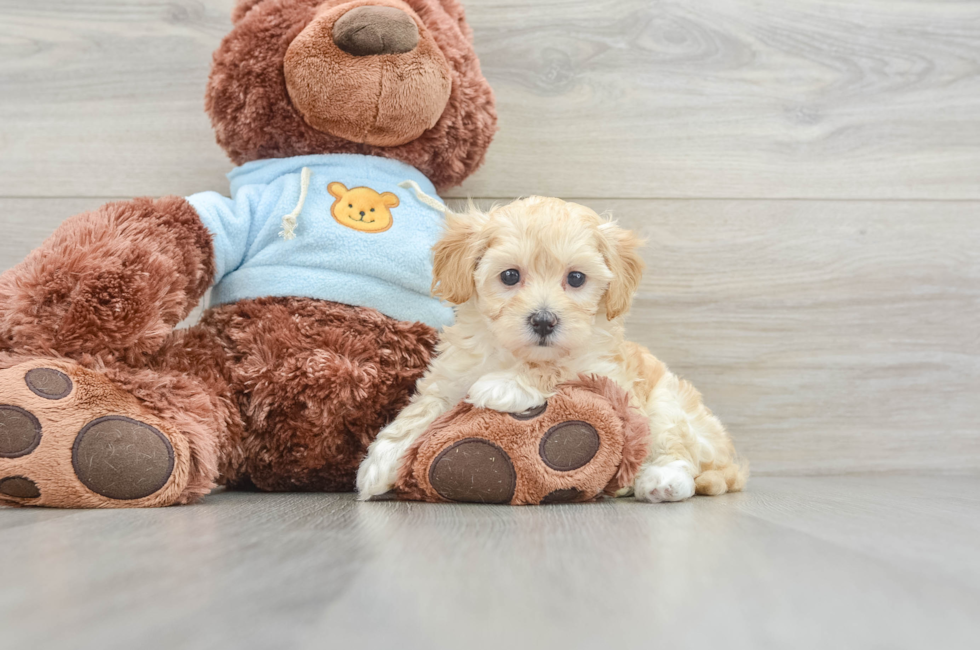 6 week old Maltipoo Puppy For Sale - Premier Pups