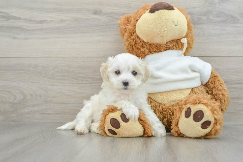 Best Maltipoo Baby